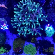 reefjedi