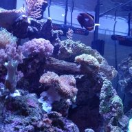 ReefNinja