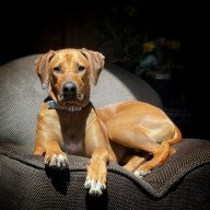 ridgebackreefer