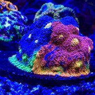 B the Nano Reefer