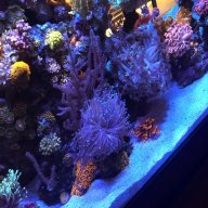 Jessie eastbay frags