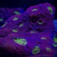 CoralGardens619