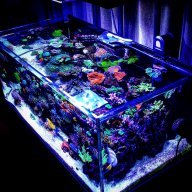 Danilo's reefs
