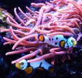 reef-freak