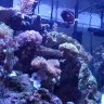 ReefNinja