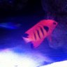 ReefLover925