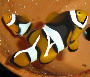 fishtal