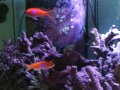 ReefJunkie