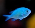 The Chromis
