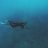 Specific Ocean