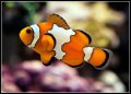 MyReefMonkey