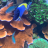 PlanetReef
